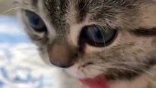 “cutecats” #funny #funnyvideo #funnyanimals #funnyshorts #cat #cutecat #funnycats