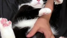 “cutecats” #funny #funnyvideo #funnyanimals #funnyshorts #cat #cutecat #funnycats
