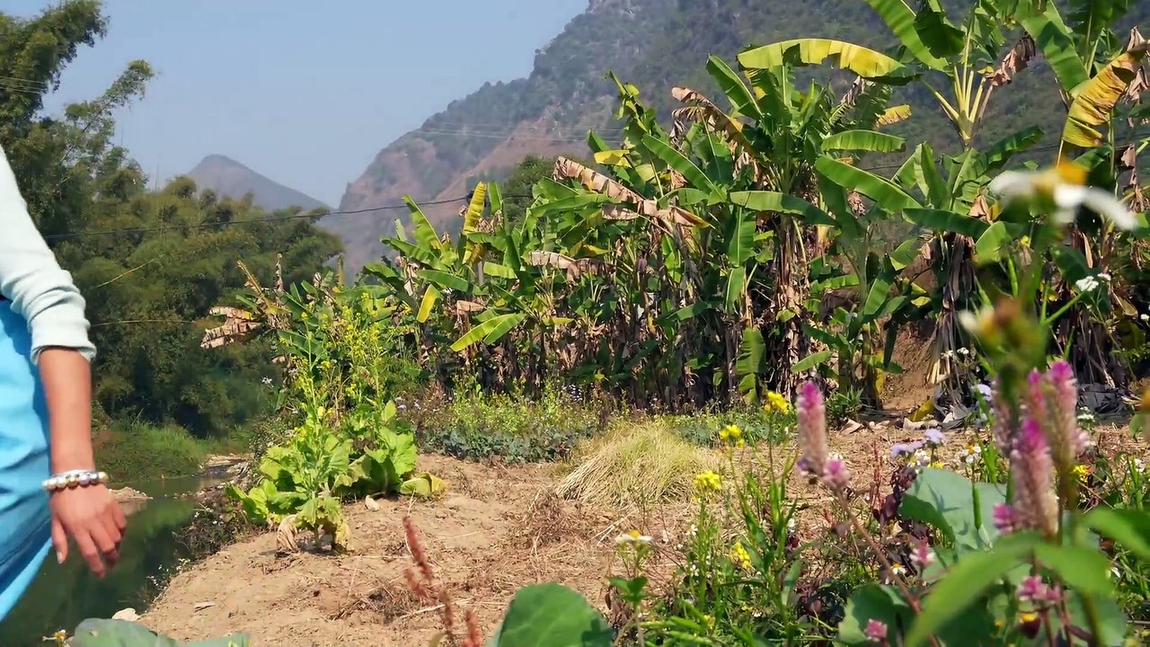 A golden water treasure, the girl found a golden mutated giant clam and many pearls in the river