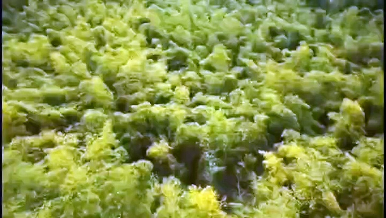 Drones capture bamboo forest scenery, taking you to appreciate a different China.