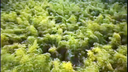 Drones capture bamboo forest scenery, taking you to appreciate a different China.