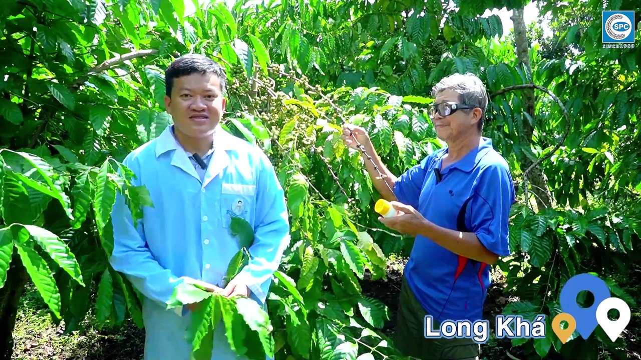 Hướng dẫn cách phòng trừ Ve Sầu hại cà phê
