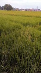 Pemandangan Sawah