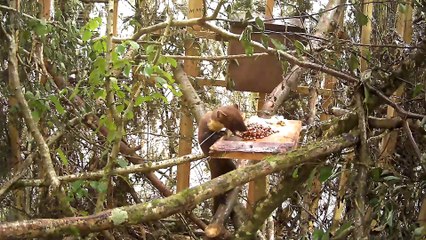 Pine martens return to South West after 100 years