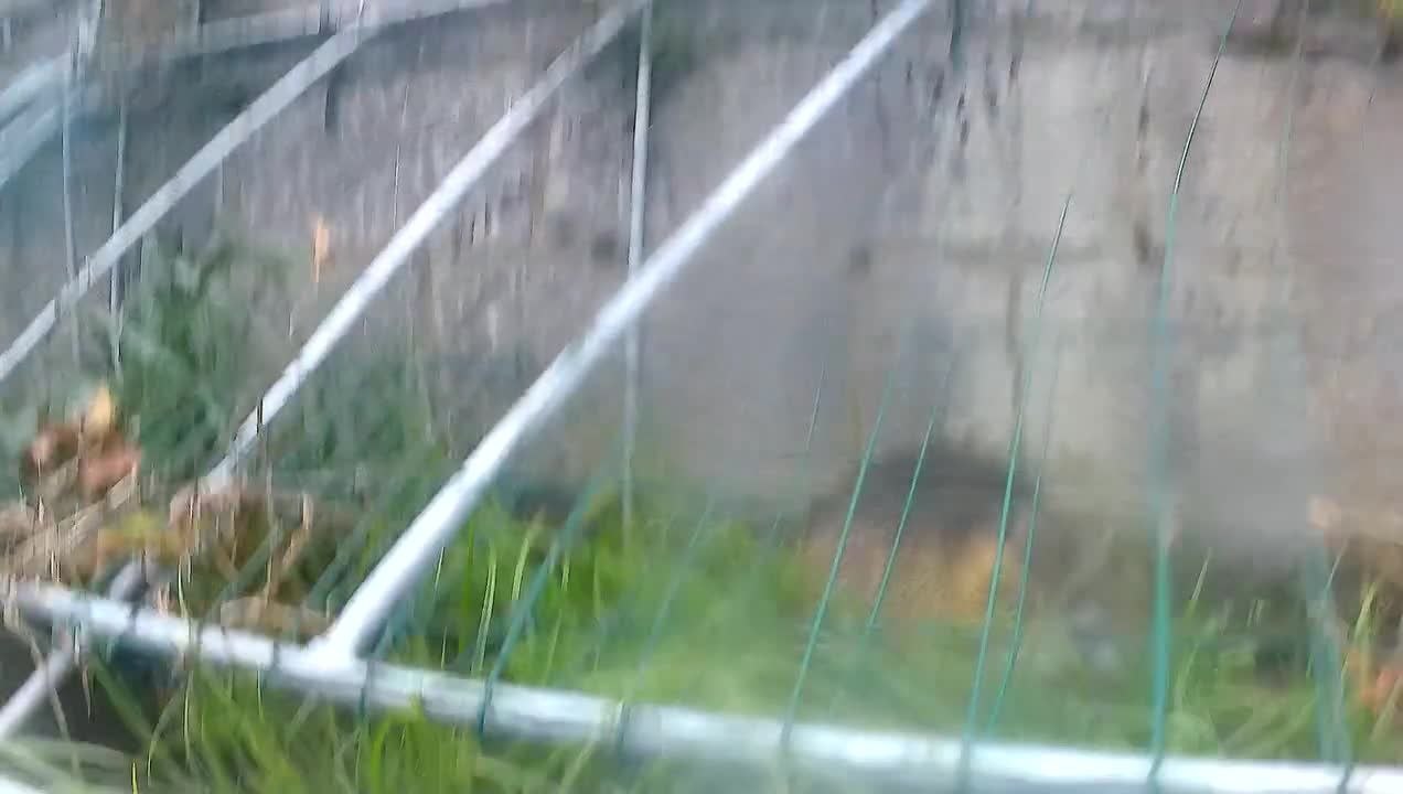 Un ragondin pris au piège dans les frayères à Namur