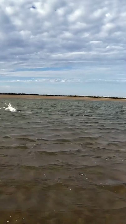 it was hunting | Iive fishing | Rescue Mission | Wild life Rescue | Save The Animals