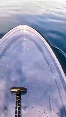 transparent board hits different in deep water.._