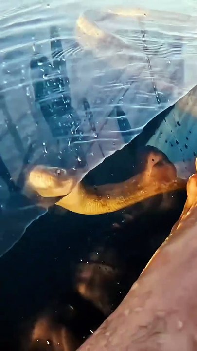 transparent kayak at sunrise.._