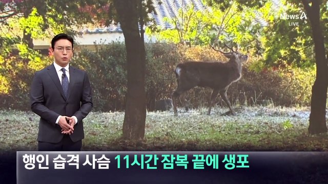 행인 습격 사슴, 11시간 잠복 끝에 생포