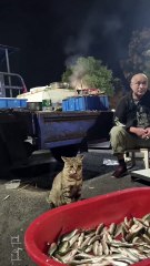 This Cat Keeps Looking at The Fish, But He's a Gentleman Because he Doesn't Eat The Fish Without Permission