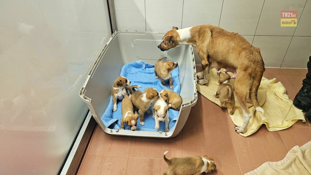 Zwei Hundemütter mit Welpen ausgesetzt