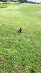 Cute little dog is having the best time with a stick!