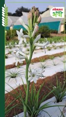 गुलछडी किंवा निशिगंधावर कोणते रोग येतात