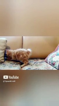 Cute cat _ cat #catlover #animals #shorts #trendingshorts #viralvideo #catshorts #viralshorts