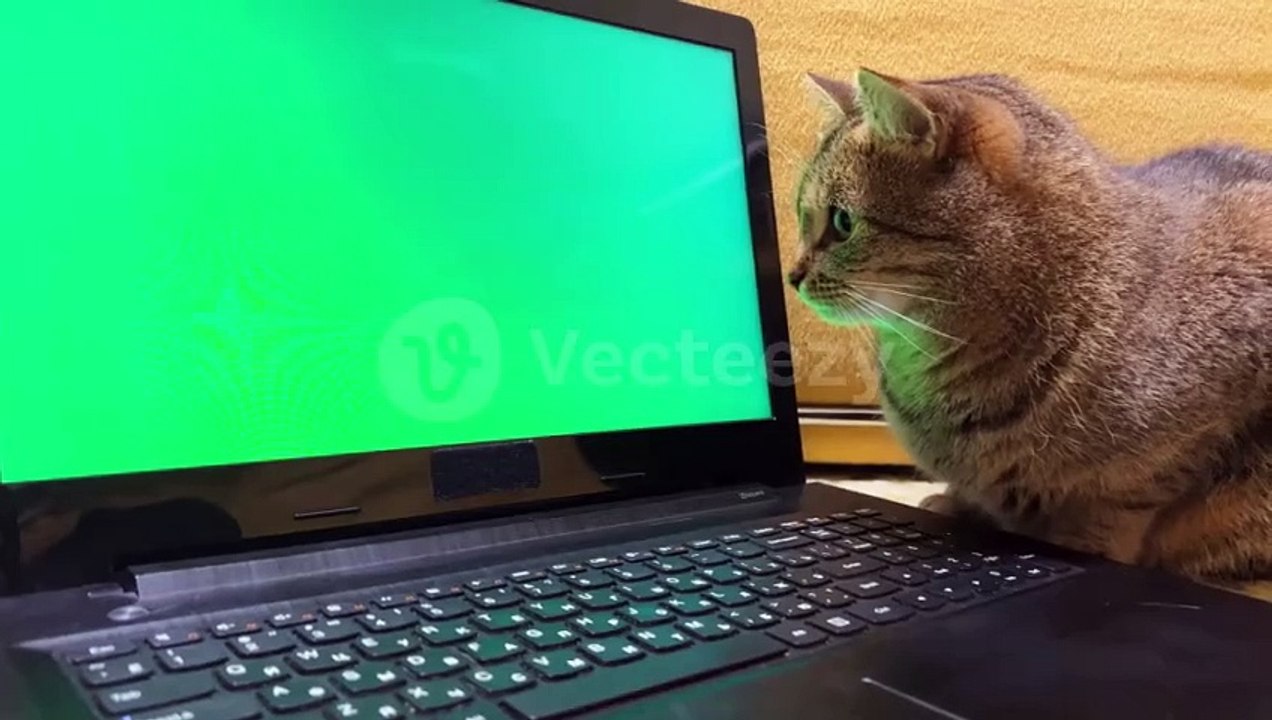 Beautiful cat