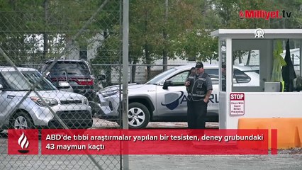 'Maymunlar Cehennemi' gerçek mi oluyor! 43 deney maymunu firar etti