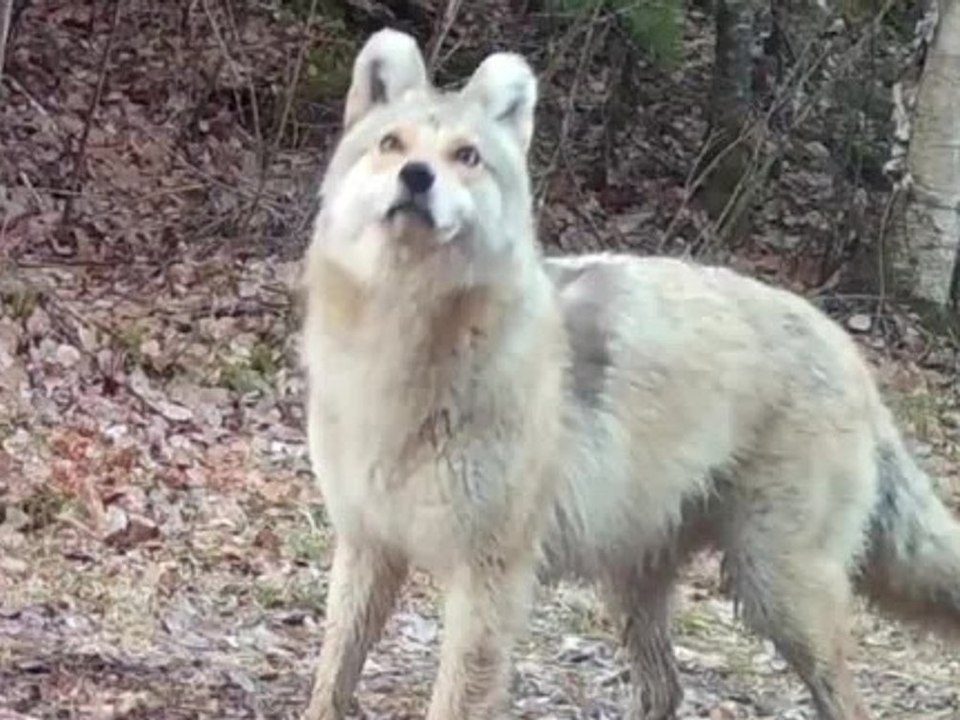 Wolf, Kojote oder Hund? Experten rätseln über mysteriöses Tier
