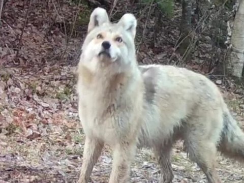 Wolf, Kojote oder Hund? Experten rätseln über mysteriöses Tier