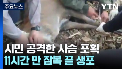 수원 광교서 시민 공격한 사슴, 마취총 포획 / YTN