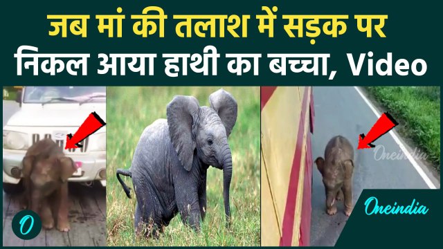 Kerala Elephant Viral Video: केरल के वायनाड में रोड पर दिखा हाथी का बच्चा | वनइंडिया हिंदी