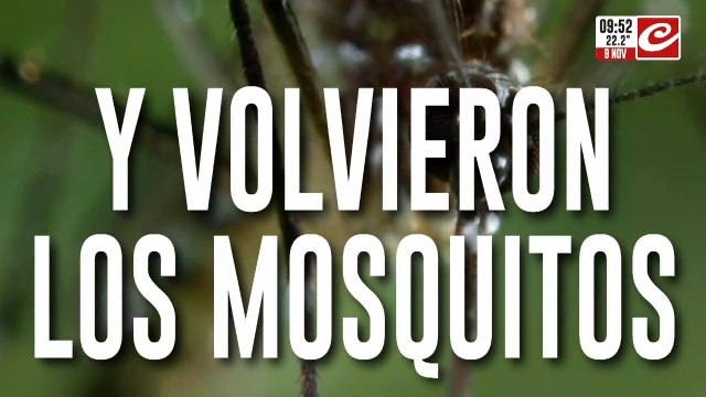 Esta es la mejor manera de protegerte de las picaduras de mosquitos