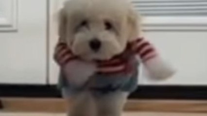 Cute puppy uses Halloween as an excuse to secretly audition for the part of Chucky