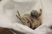 Rare pink baby pigeon hand-reared using unique technique at zoo