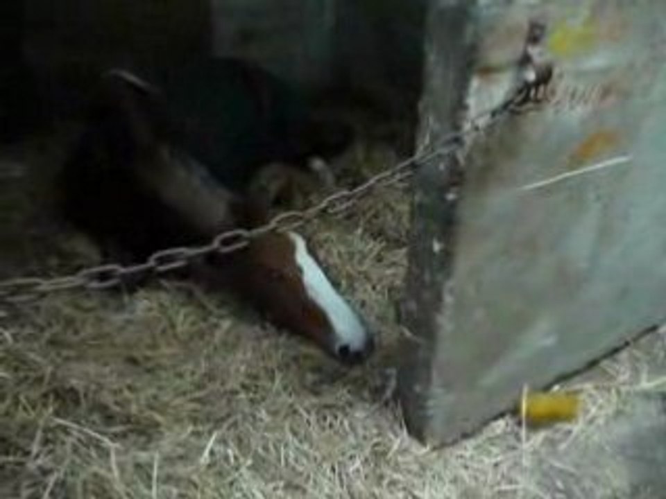 Poniian Quii Faiit Une Petiite Siieste xD