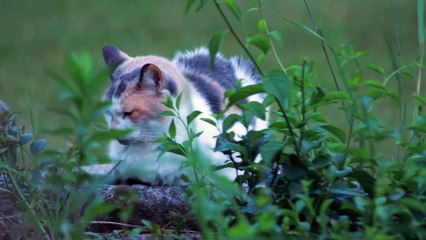The Most Dramatic Cats are Waiting for You here! FUNNY CAT VIDEOS