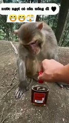 I will not drink I will not drink