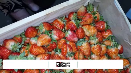 Tradición en yerba de barbacuá orgánica para el turismo