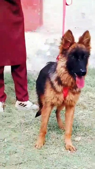 German Shepherd Dog #animals