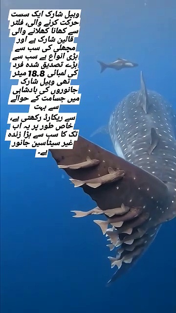 Global trading and sourcing company