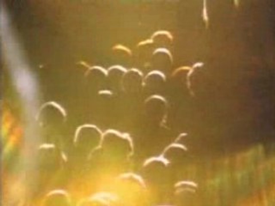 King of RNR - L. Richard - Hound Dog