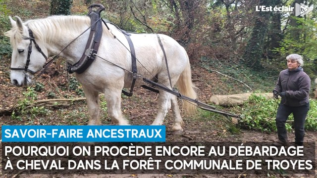 Pourquoi on procède encore au débardage à cheval dans la forêt communale de Troyes
