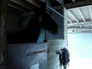 l'éclatte avec le cheval de sarah