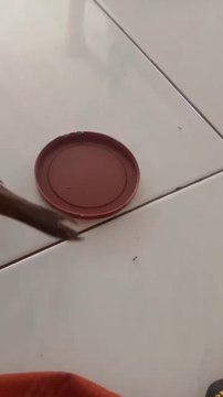 burung perkutut minta jatah makan