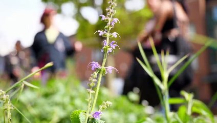 Litter Pickin' Punks | movie | 2024 | Official Trailer