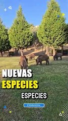 Primer caso de gripe aviar en un cerdo