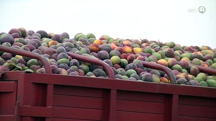 Escasez de lluvia impacta negativamente en producción de mango mexicano