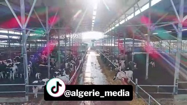 L'Algérie signe un accord avec les États-Unis pour importer des vaches laitières américaines