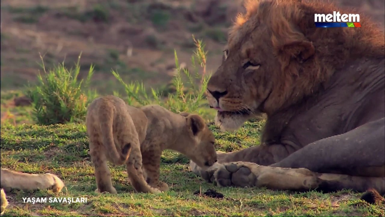 Yaşam Savaşları Belgesel - Aslanlar Ve Timsahları