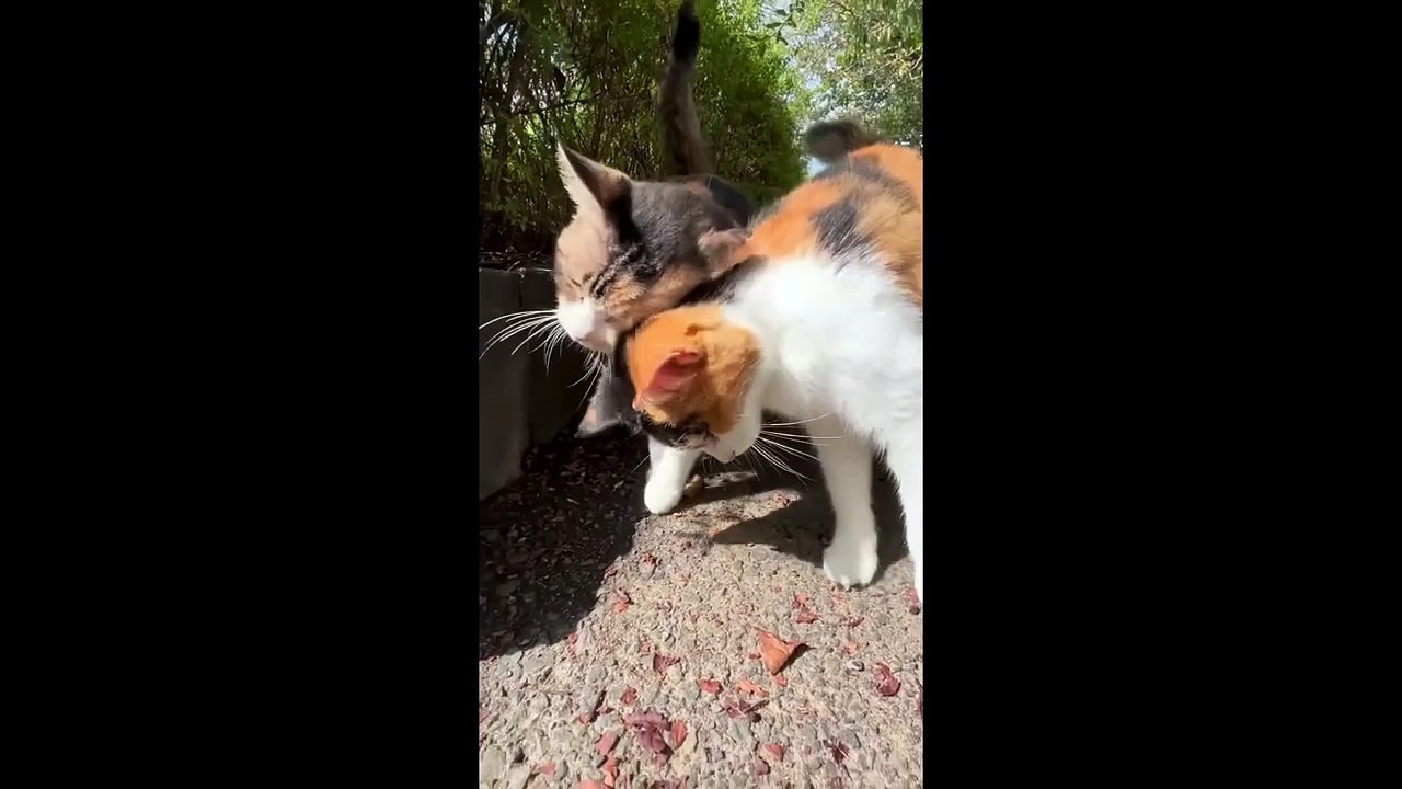 FUNNY CUTE CATS COMPILATION OF 2024 V2 TOP 100 FUNNY CATS CUTE AND FUNNY CATS  COMPILATION_2