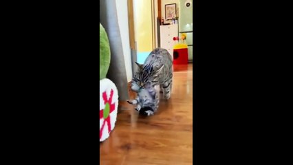 FUNNY CUTE CATS COMPILATION OF 2024 V2 TOP 100 FUNNY CATS CUTE AND FUNNY CATS  COMPILATION_3