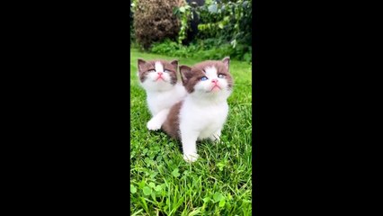 FUNNY CUTE CATS COMPILATION OF 2024 V2 TOP 100 FUNNY CATS CUTE AND FUNNY CATS  COMPILATION_5