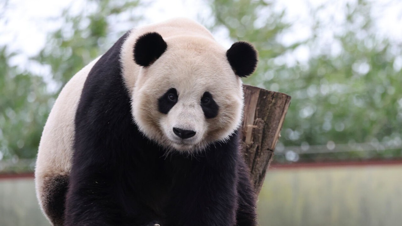 Ba chú gấu trúc khổng lồ ở vườn thú Bỉ chuẩn bị về Trung Quốc