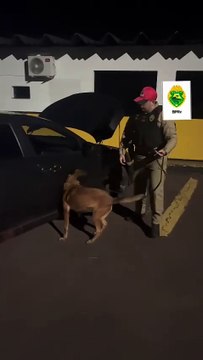 Dupla paraguaia é presa com veículo recheado de maconha em Santa Tereza do Oeste