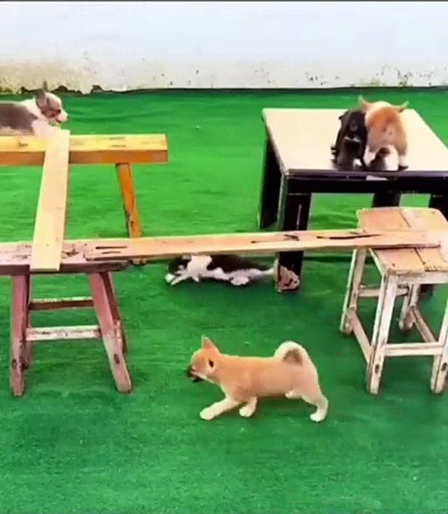 Ces chiots ont un défi, trouver le moyen d'atteindre la gamelle