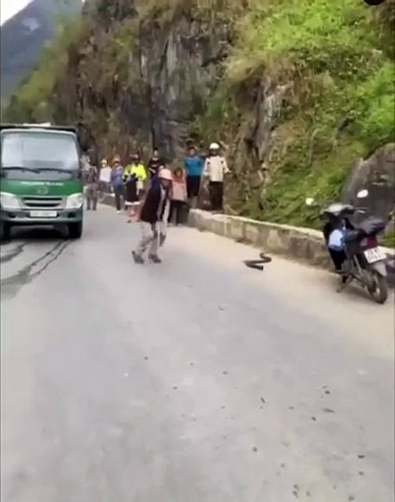 Capturer un cobra royal c'est risqué...