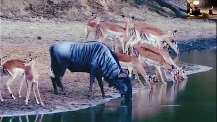Battle between Crocodile and antelopes
